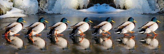 ducks row of