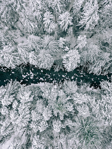 aerial photo of snowy trees