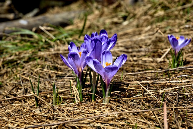 crocus