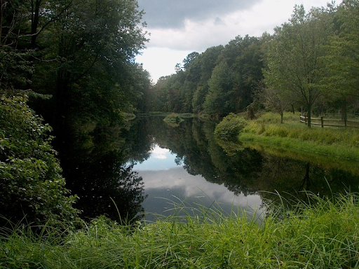 roosevelt forest pond