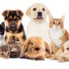 Pet Care 101 for Kids Pets2
